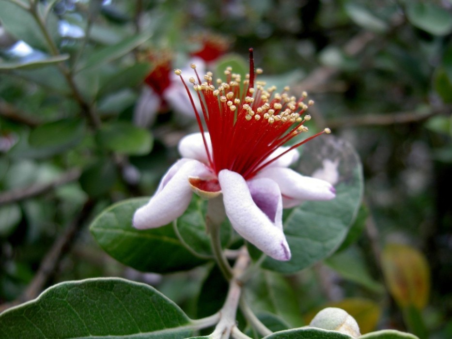 Feijoa Sellowiana C-20 