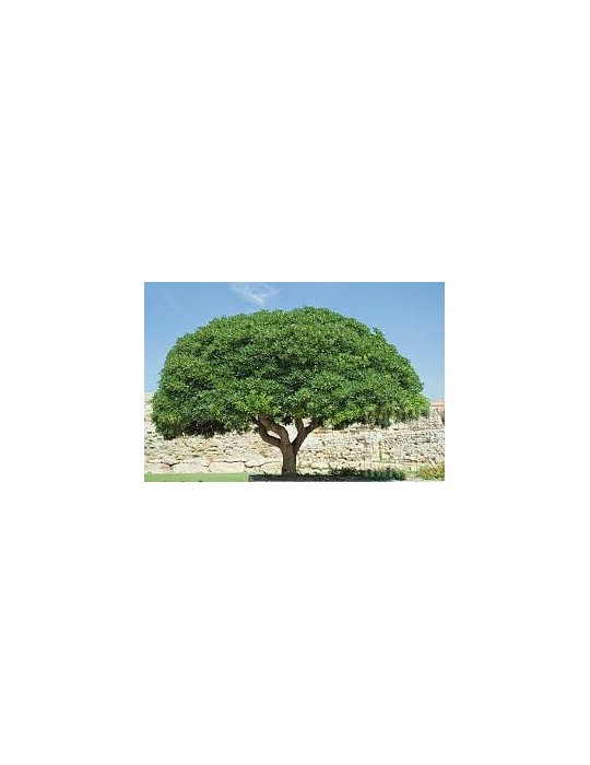 Pittosporum Tobira arbol