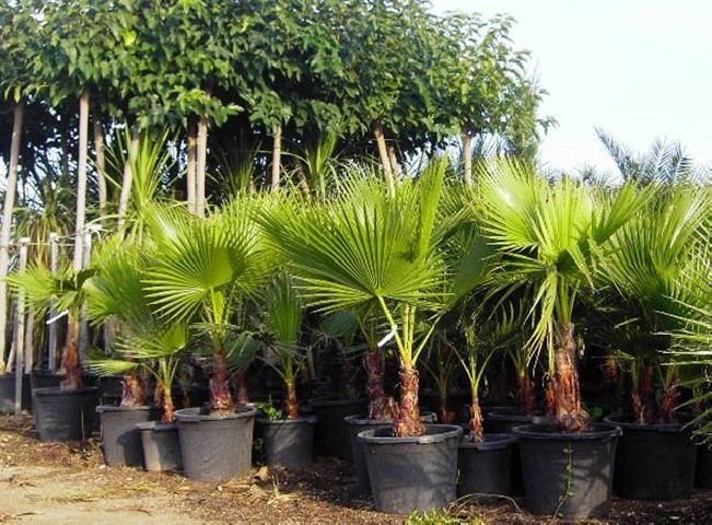 Morera Platanifolia 12-14 cms.