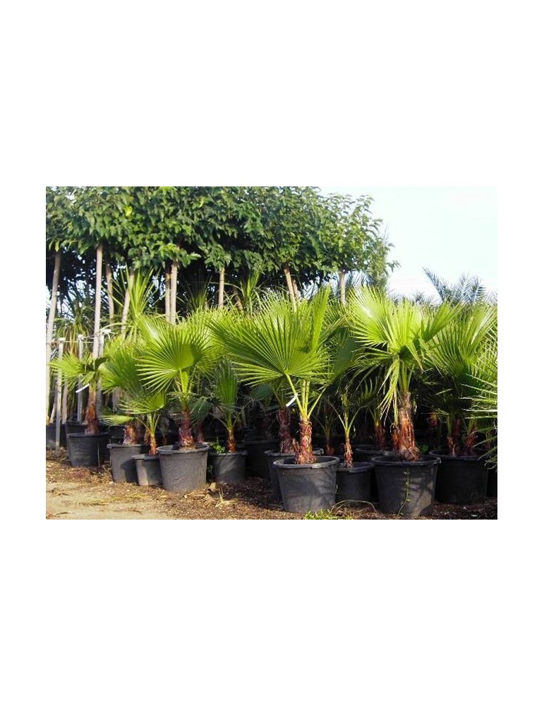 Morera Platanifolia 12-14 cms.