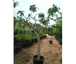 Higuera. Ficus carica C-40 (150/160)