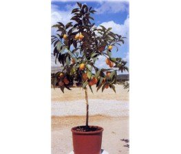 Kumquat Fortunella spp. C-25 (80/100)