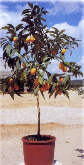 Kumquat C-25