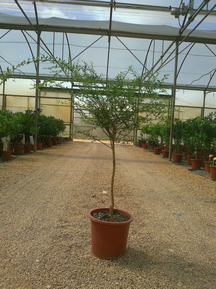 Limonero C. Caviar (Microcitrus australasica) C-25