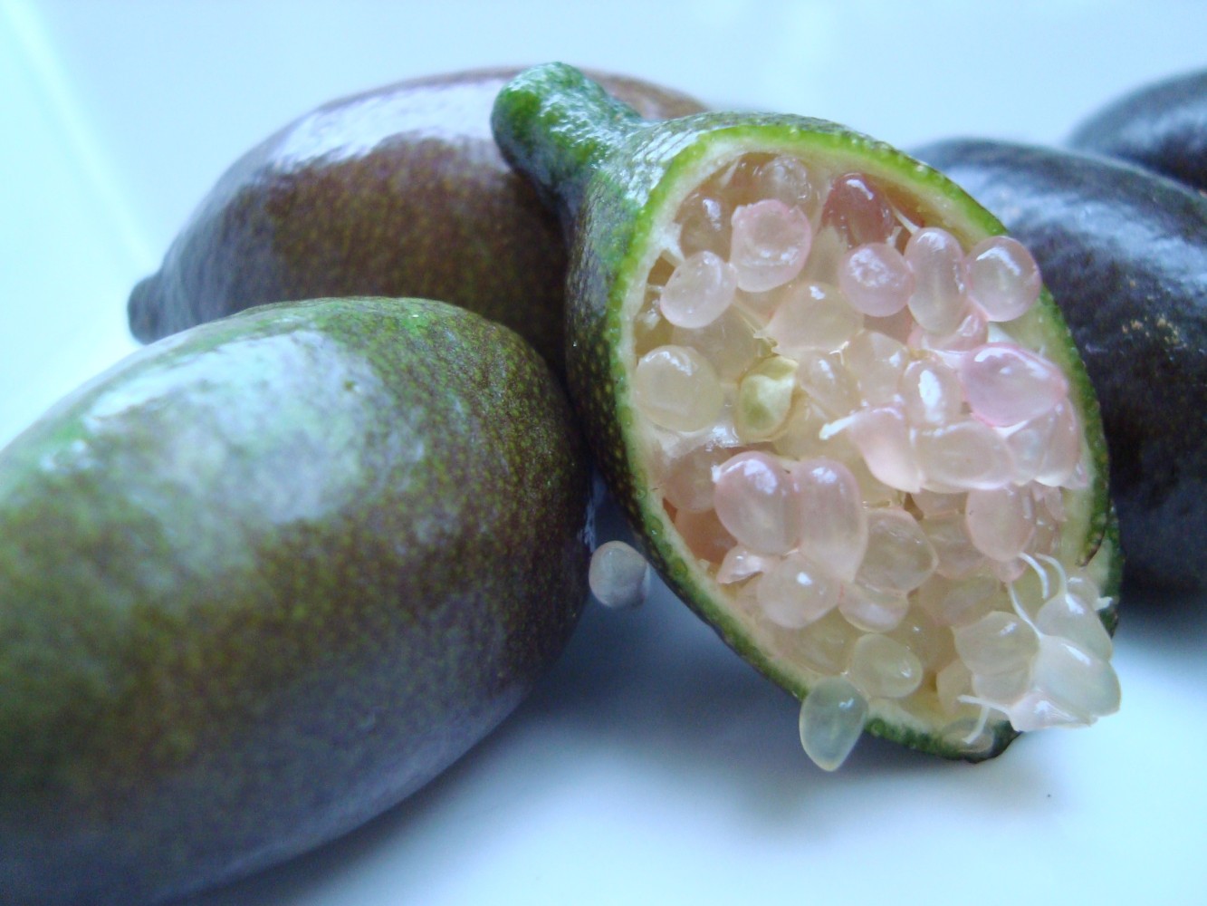 Limonero C. Caviar (Microcitrus australasica) C-25