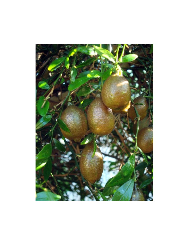 Limonero C. Caviar (Microcitrus australasica) C-25
