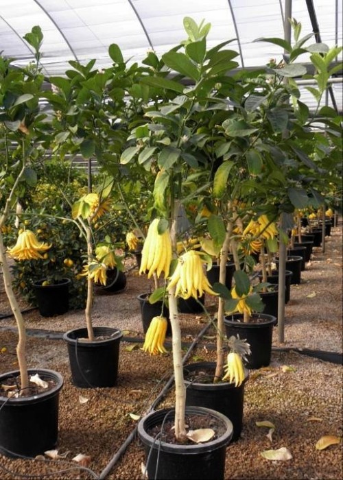 Limonero Mano de Buda C-25a