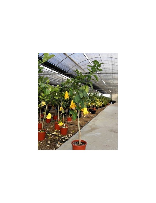 Limonero Mano de buda C-25