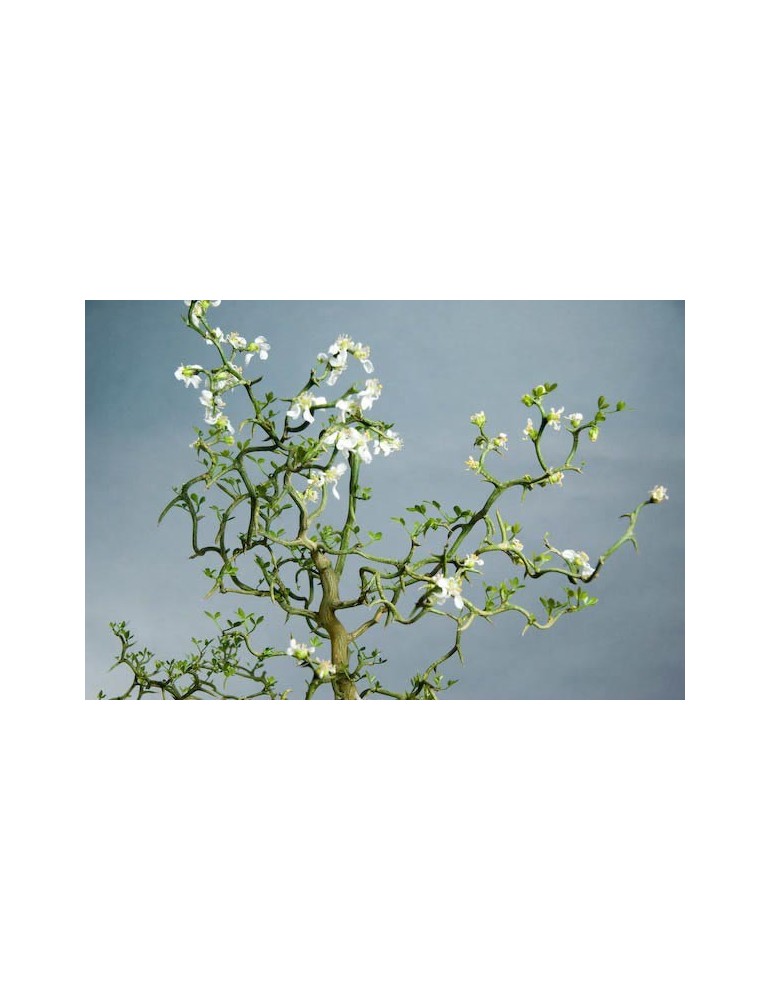 Citrus Flying Dragon C-25