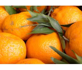 Mandarino Avana Apireno. Citrus deliciosa Ten. C-25 (70/100)