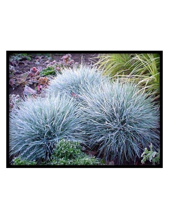 Festuca Glauca C-17