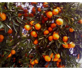 Mandarino Avana Apireno - Citrus deliciosa Ten C-20 (80/90)