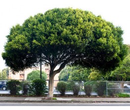 Ficus Nitida.Ficus microcarpa C-35