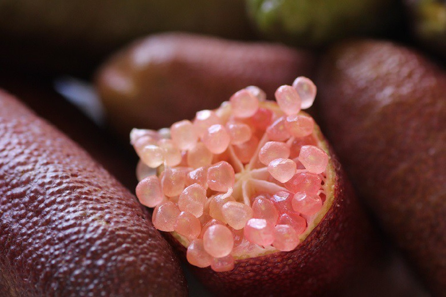 Limonero Citrus Australasica.Citron Caviar. C- 22