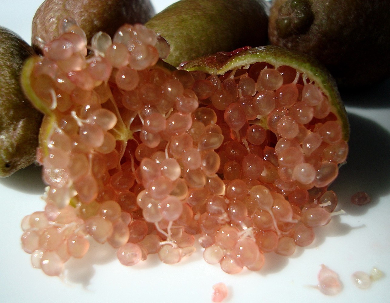 Limonero Citrus Australasica.Citron Caviar. C- 22
