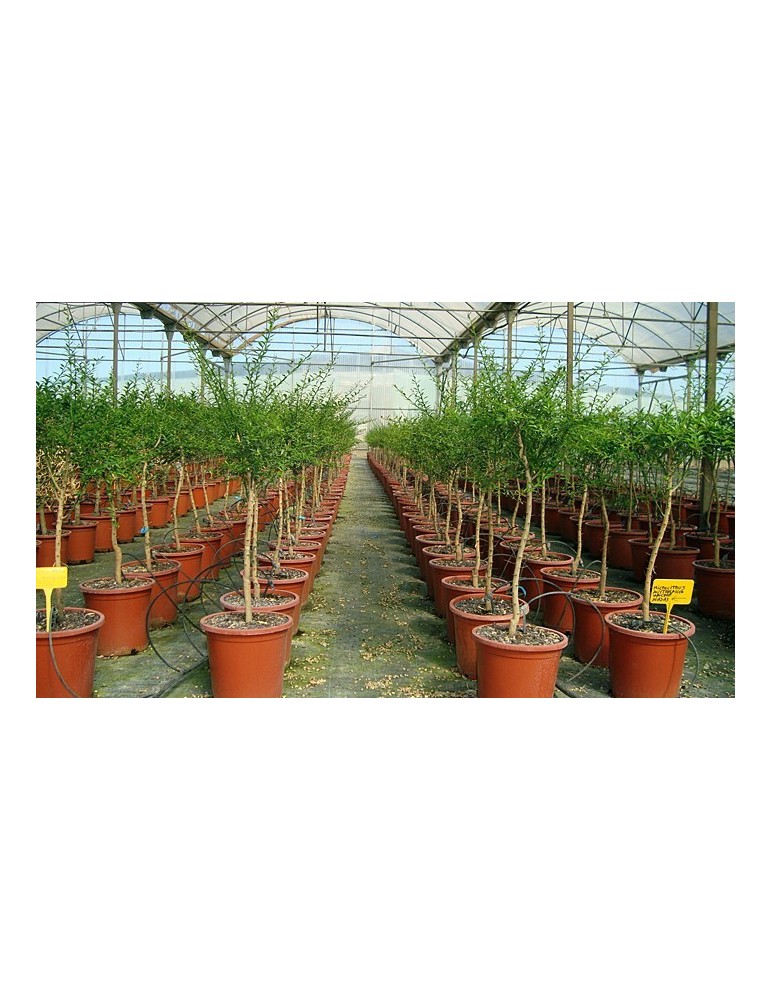 Limonero Citrus Australasica.Citron Caviar. C- 22