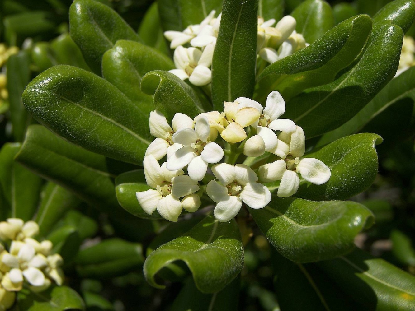 Pittosporum Tobira C-14