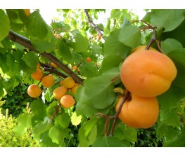 Albaricoquero.Prunus armeniaca. C-25 (100/120)