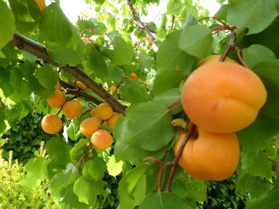 Albaricoquero C-25