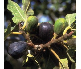 Higuera - Ficus carica C-25 (100/120)