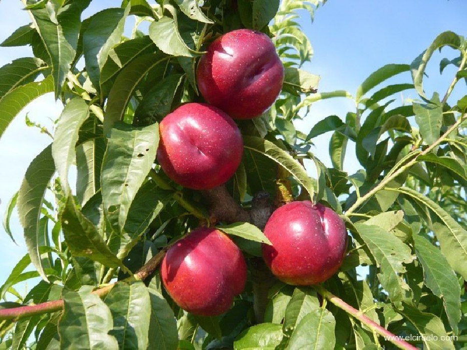 Ciruelo.Pruna C-25a