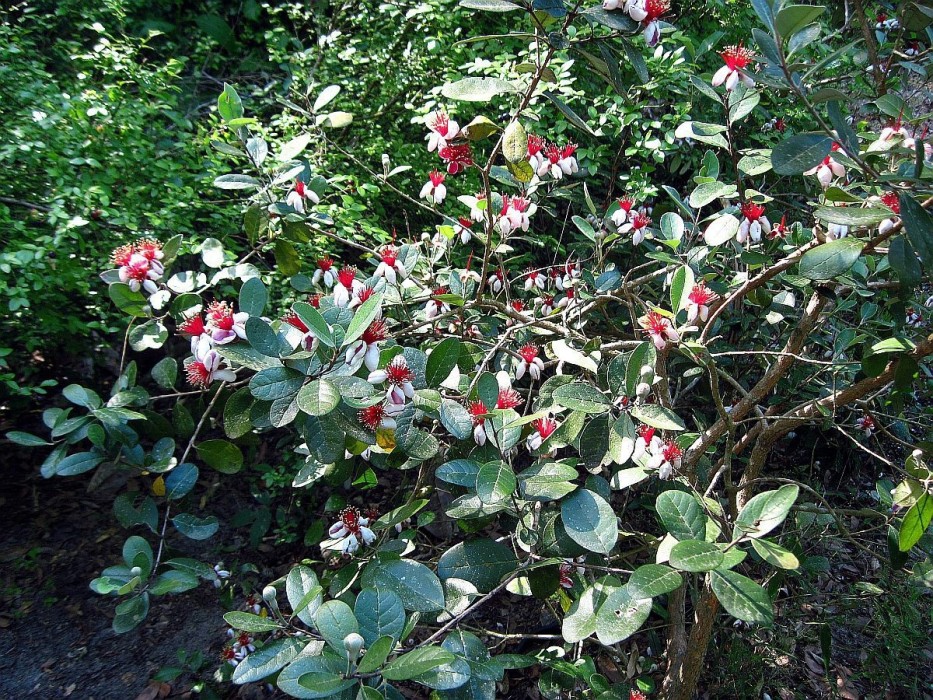 Feijoa Sellowiana C-14
