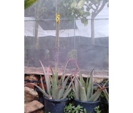 Aloe Vera Rubescens C-30