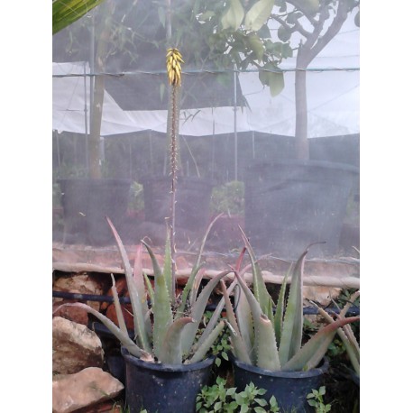 Aloe Vera Rubescens C-30