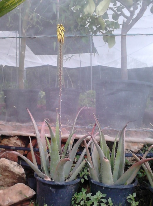 Aloe Vera Rubescens C-30