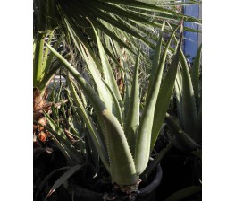 Aloe Vera Rubescens C-25