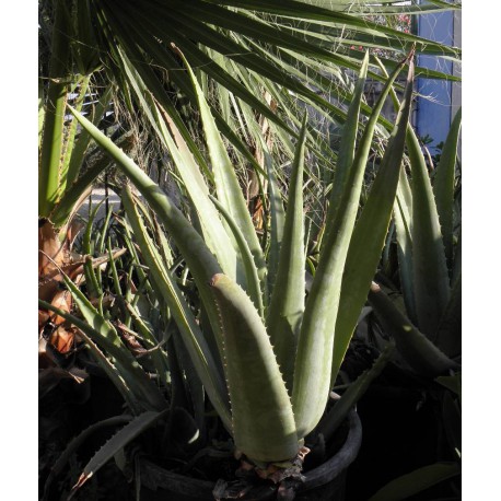 Aloe Vera Rubescens C-25
