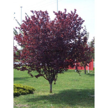 Prunus Pisardi C-25
