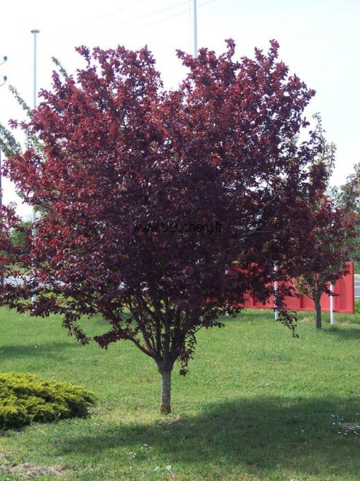 Prunus Pisardi C-25