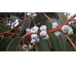 Eucalyptus Globulus (Medicinal) C-20