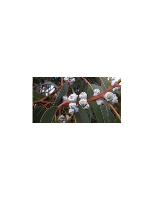 Eucalyptus Globulus Bf-40