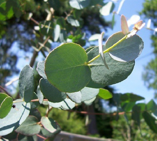 Eucalyptus Globulus Bf-40 2