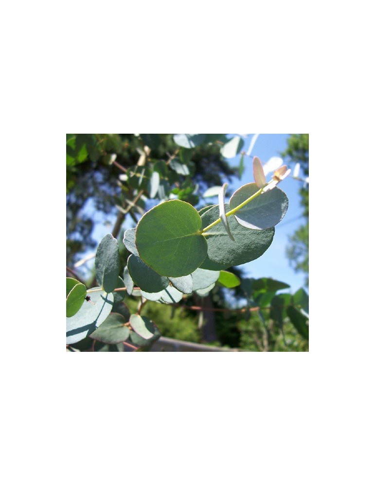 Eucalyptus Globulus Bf-40