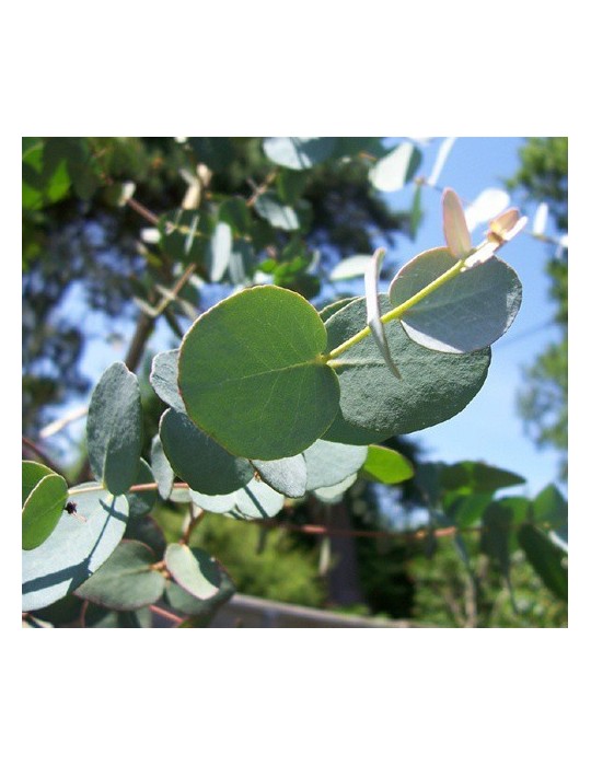 Eucalyptus Globulus Bf-40