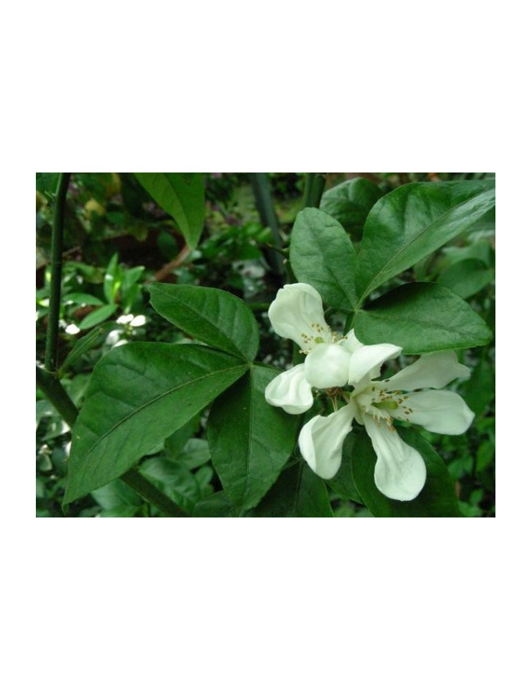 Citrumelo 4475 Bf-200