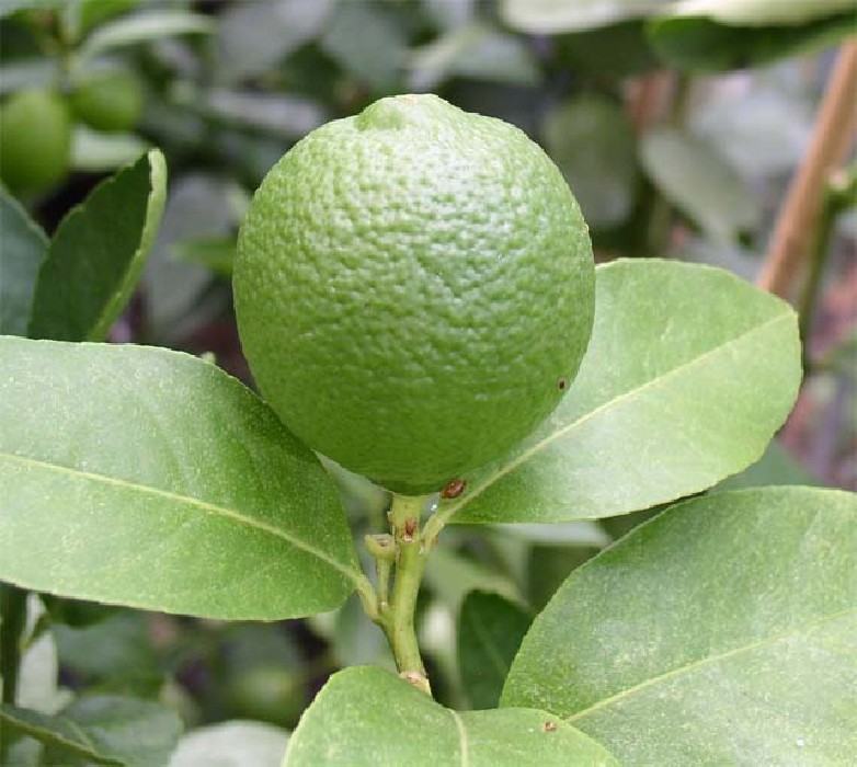 Citrus Volkameriana Bf-40