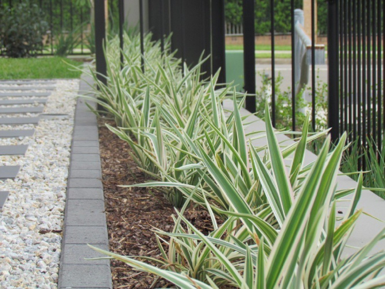 Dianella Silver Streak C-25