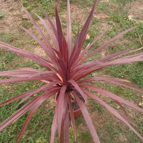 Dracena Australis Purpurea Bf-40