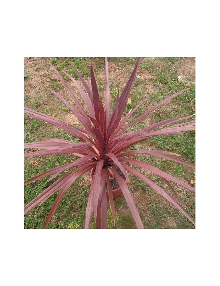 Dracena Australis Purpurea Bf-40