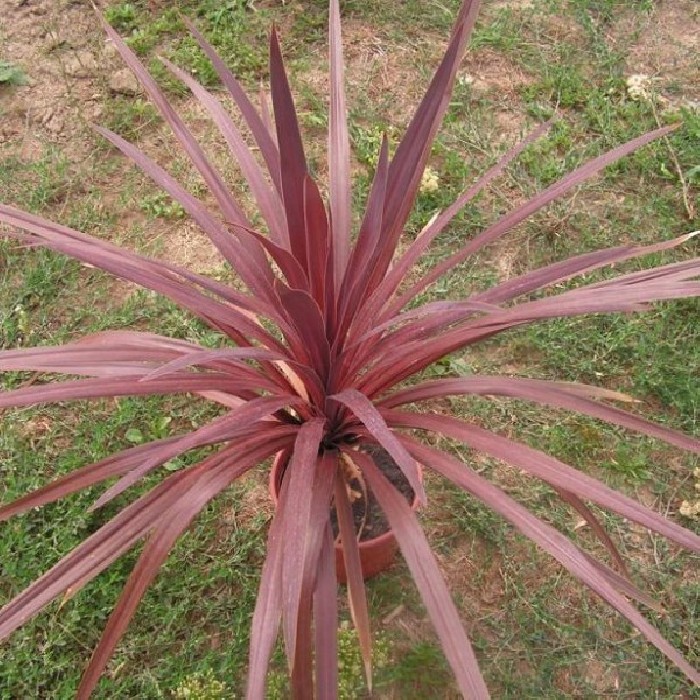 Dracena Australis Purpurea Bf-40