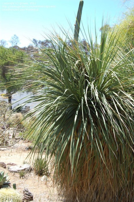 Nolina Beldingii Bf-40