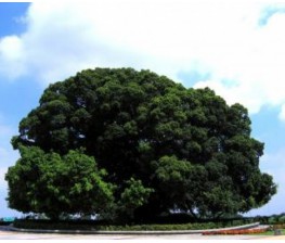 Higuera. Ficus carica. C-30 (130/150)