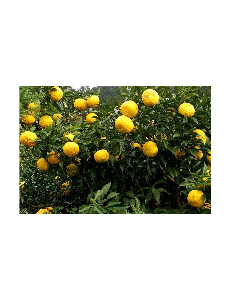 Limonero Yuzu (Citrus Junos) C-14