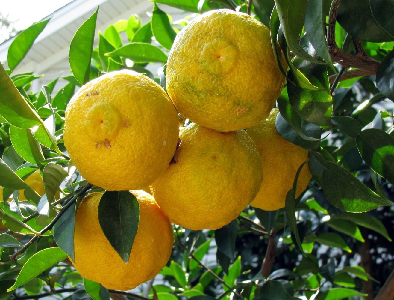 Limonero Yuzu (Citrus Junos) C-14
