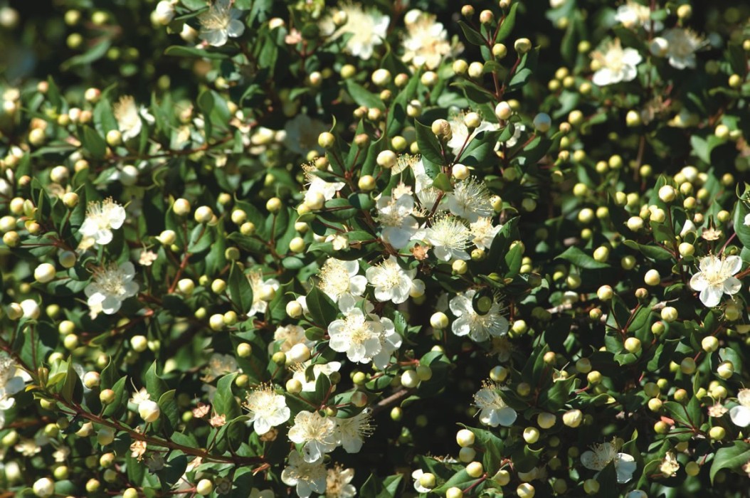 Myrtus Communis Tarentina Bf-40