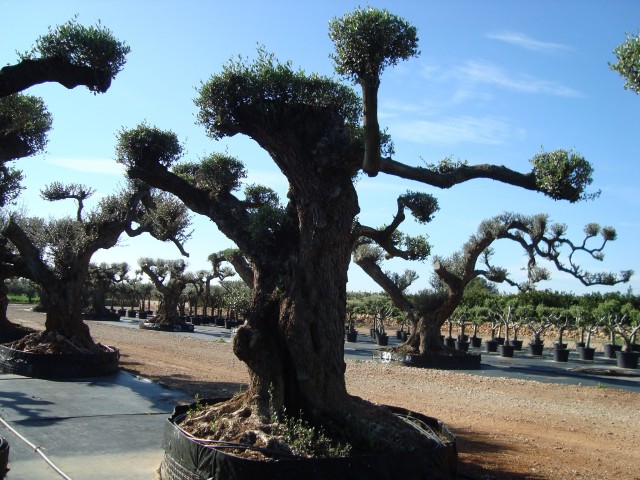 Olivo Centenario 2